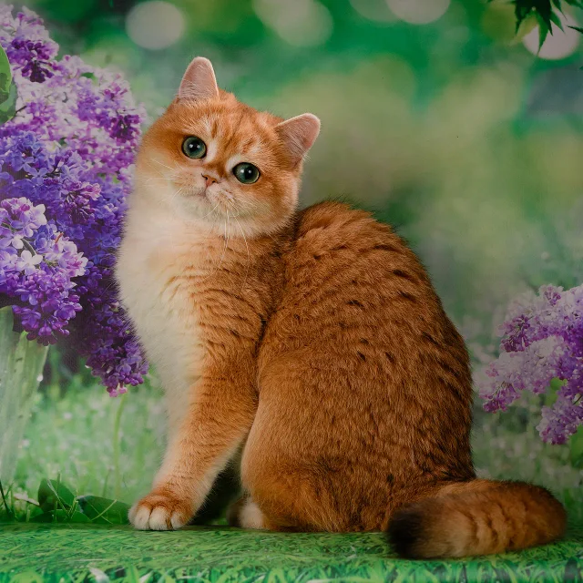 Matilda Glorious Cat, фотография 2