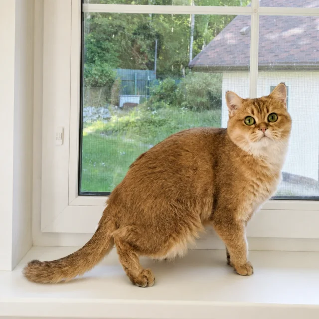 Alice Glorious Cat, фотография 5
