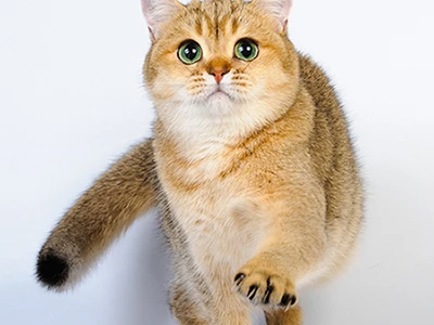 Praskovia Glorious Cat