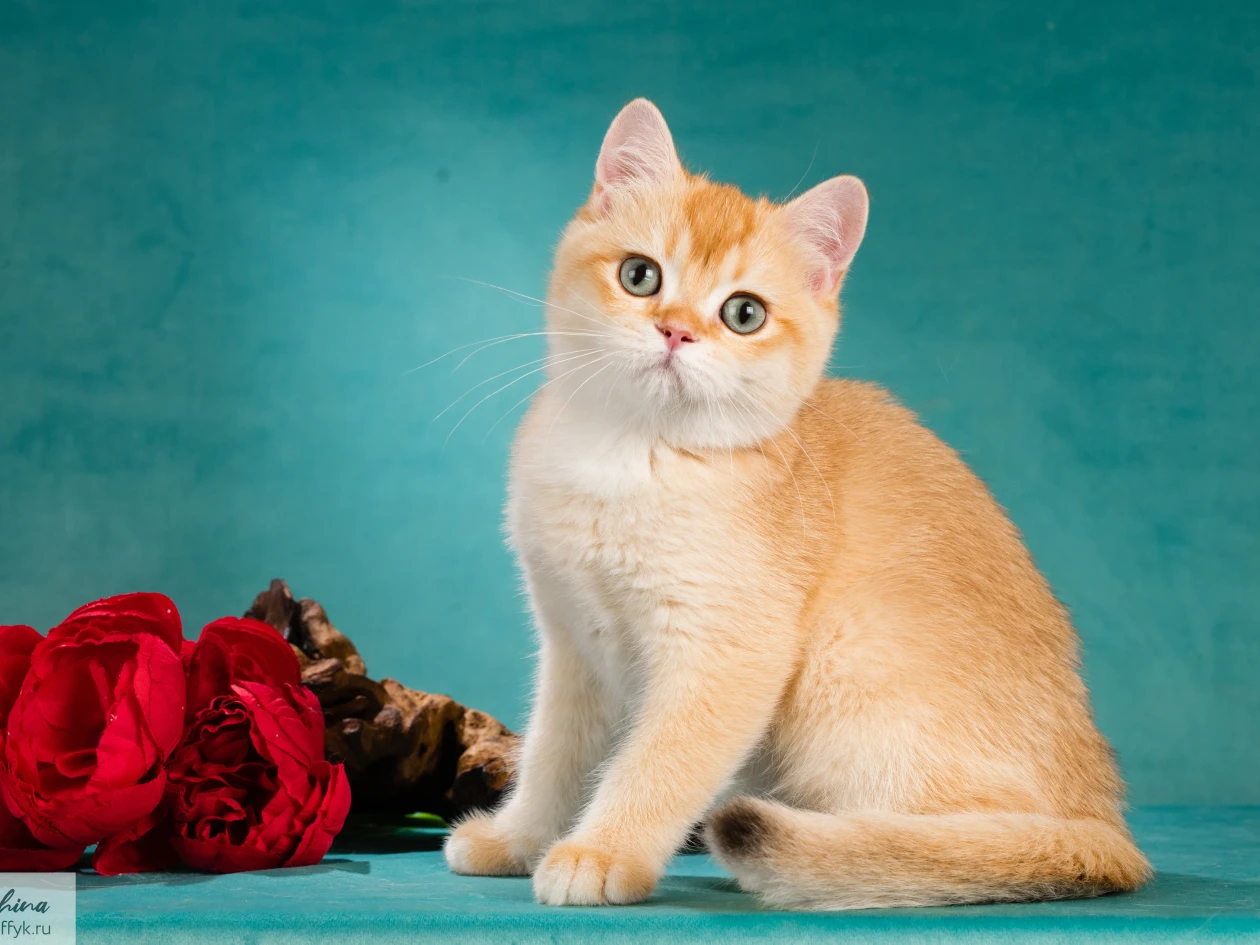 Xan Glorious Cat