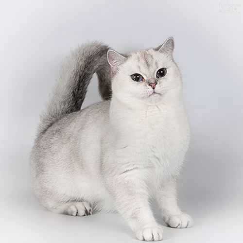 Xya of Silver Legend, фотография 1