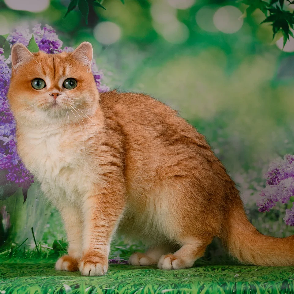Matilda Glorious Cat, фотография 1