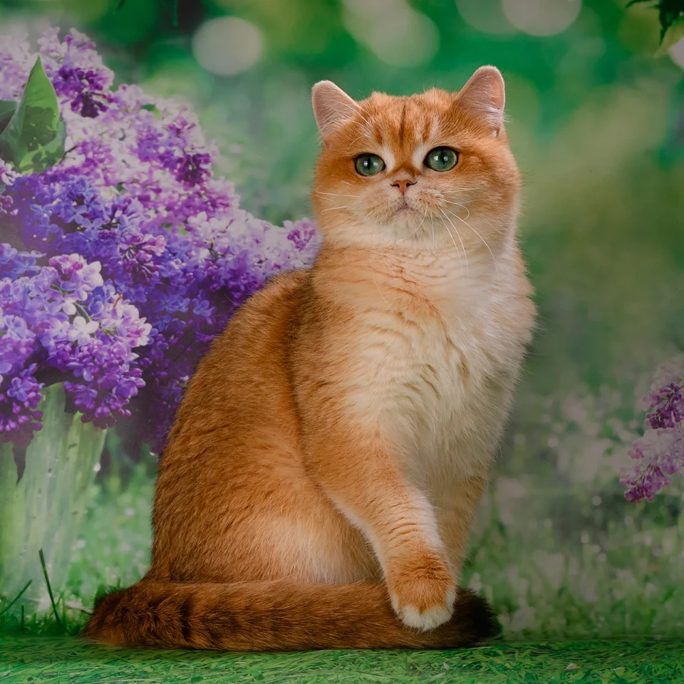 Matilda Glorious Cat, фотография 4