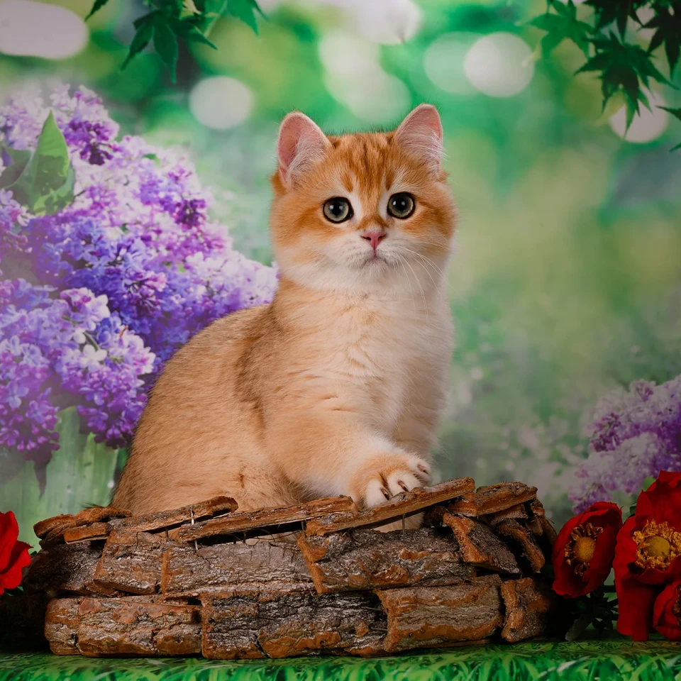 Eremey Bri Adamas*RU, фотография 6