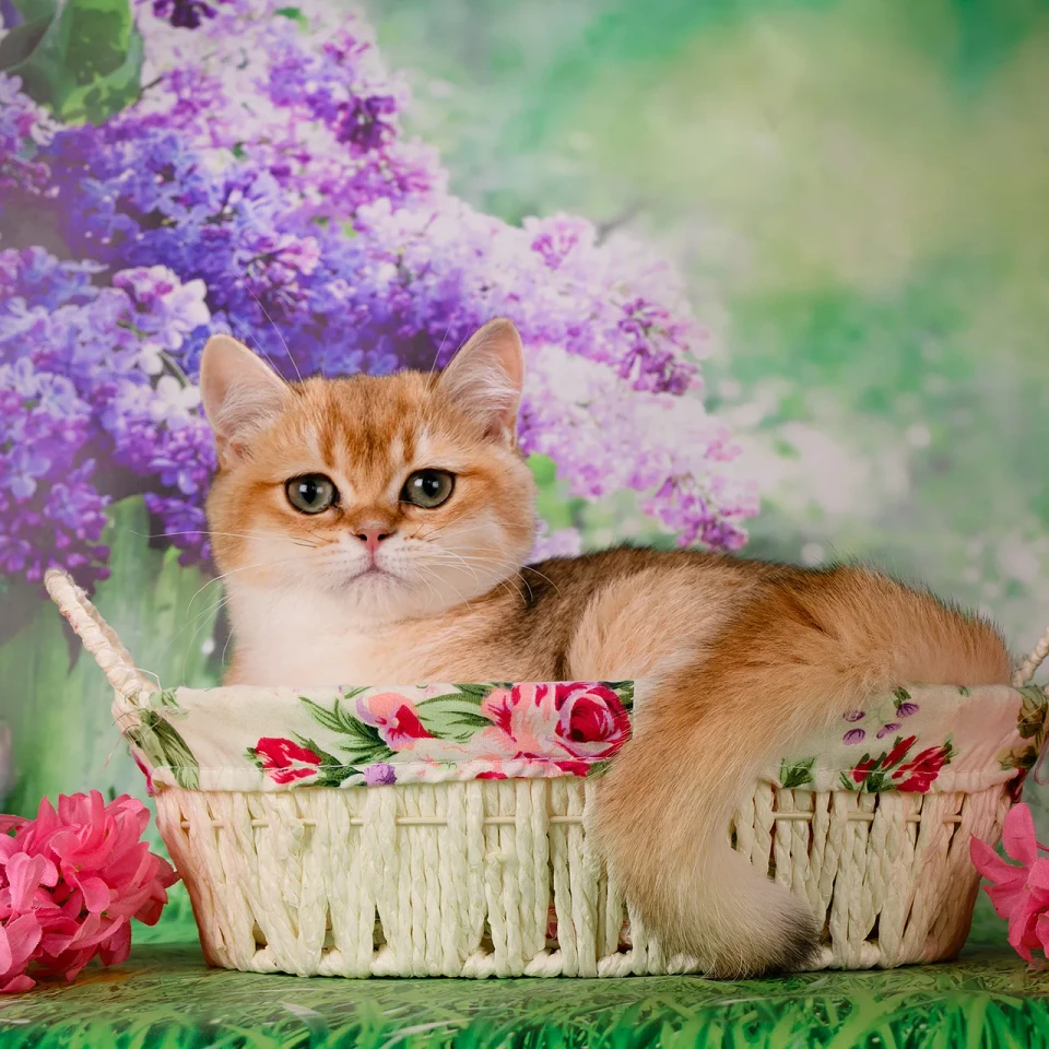 Genger  Bri Adamas*RU, фотография 2