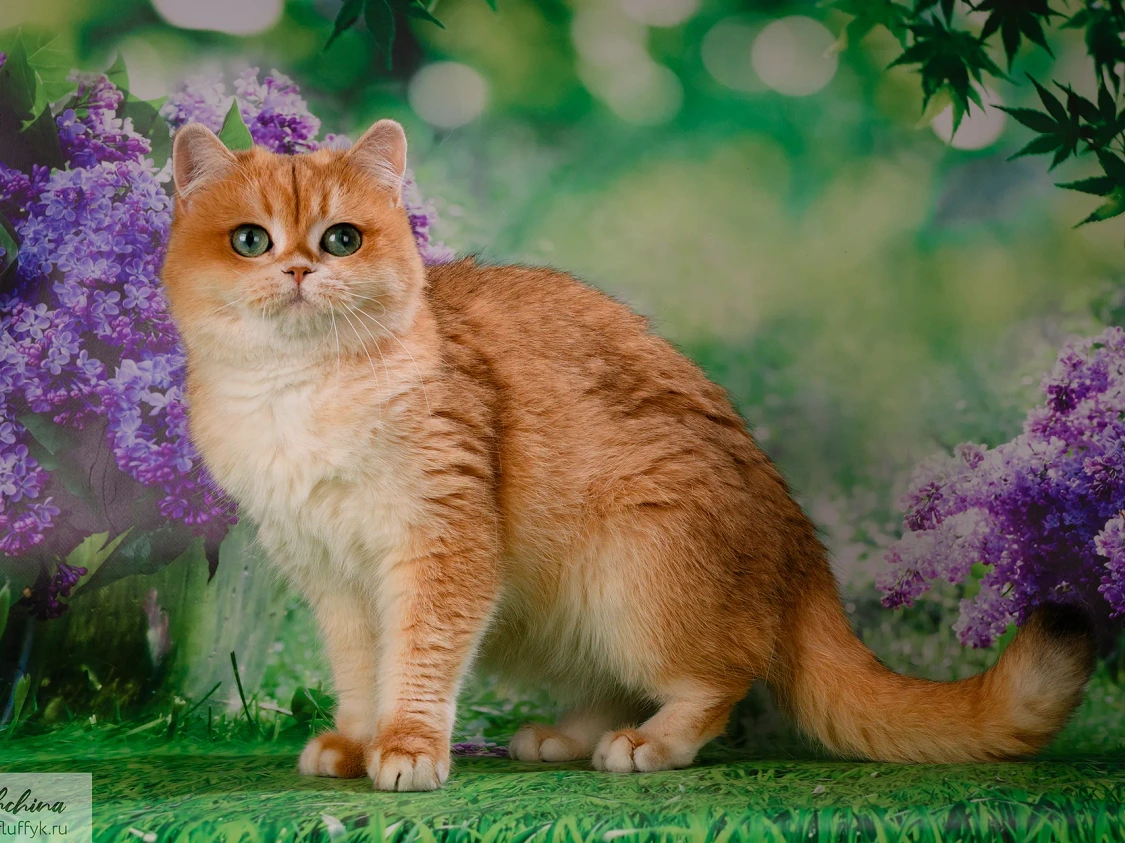 Matilda Glorious Cat