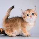 Emmy Glorious Cat