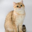Dana Glorious Cat