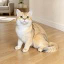 Oberon Lexus Glorious Cat