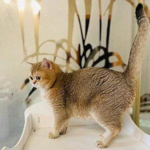 Nicole Glorious Cat, фотография 1
