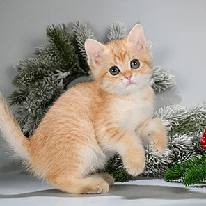 West Glorious Cat, фотография 1