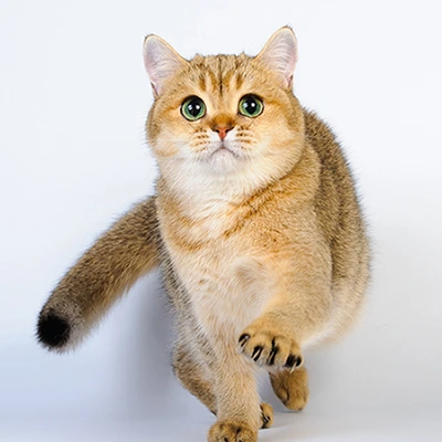Praskovia Glorious Cat, фотография 1