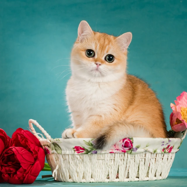 Victoria Glorious Cat, фотография 2