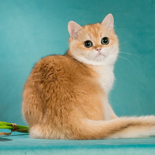 Victoria Glorious Cat, фотография 3