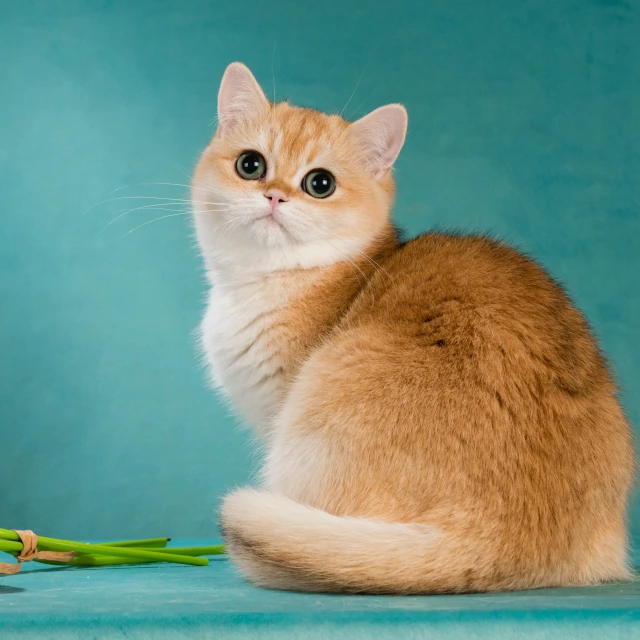 Victoria Glorious Cat, фотография 1