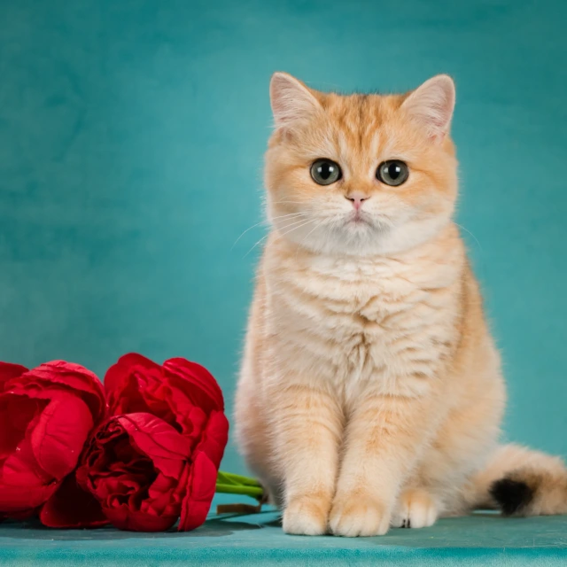 Vasilisa Glorious Cat, фотография 1