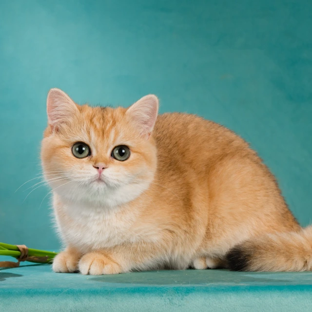 Vasilisa Glorious Cat, фотография 2