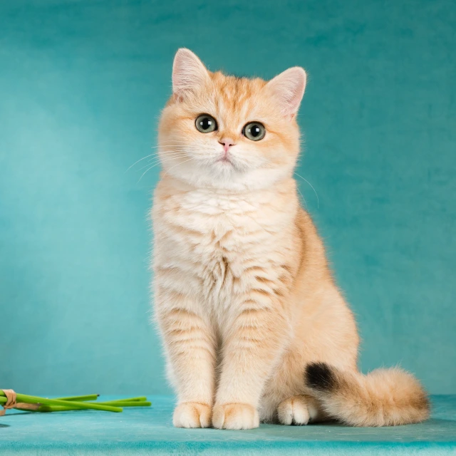 Vasilisa Glorious Cat, фотография 3