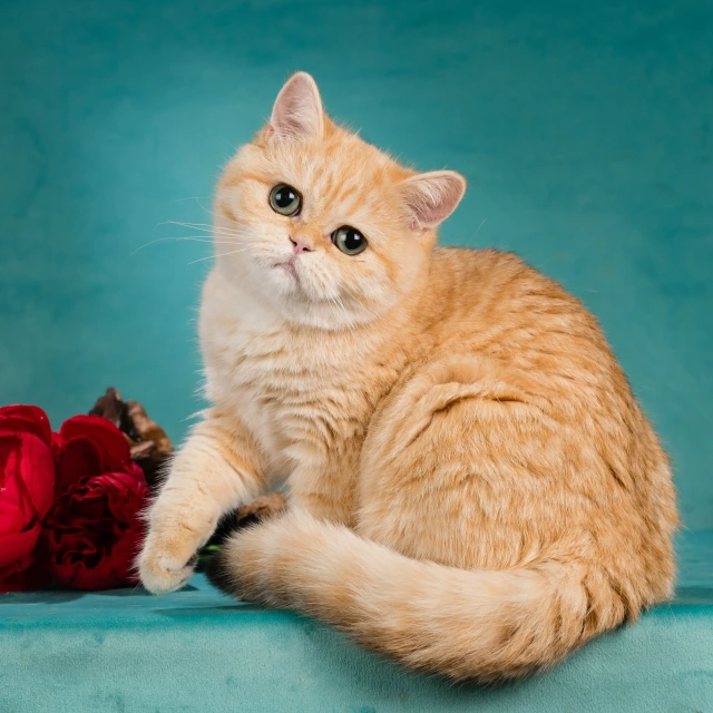 Varvara Glorious Cat, фотография 1