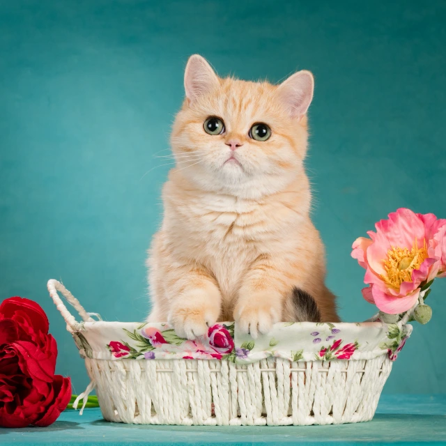 Varvara Glorious Cat, фотография 2