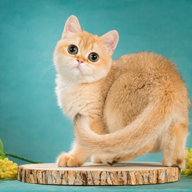 Wesna Glorious Cat, фотография 1