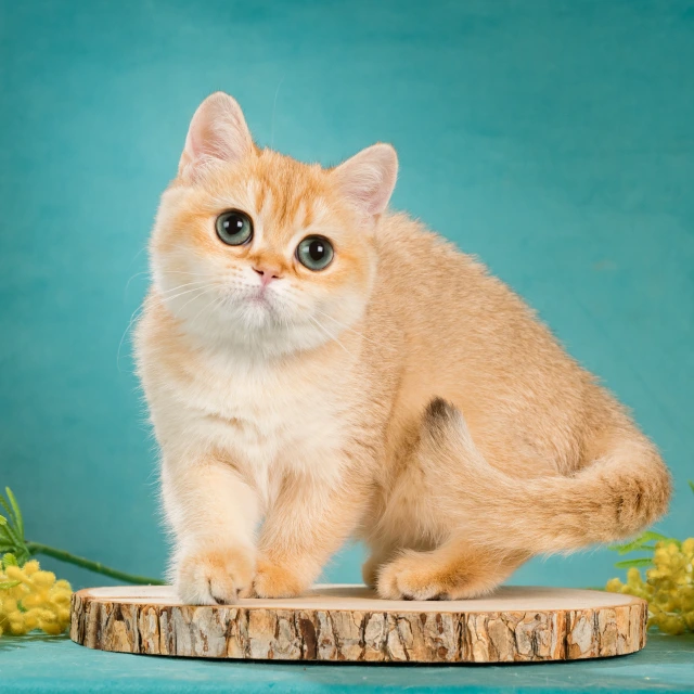 Wesna Glorious Cat, фотография 3