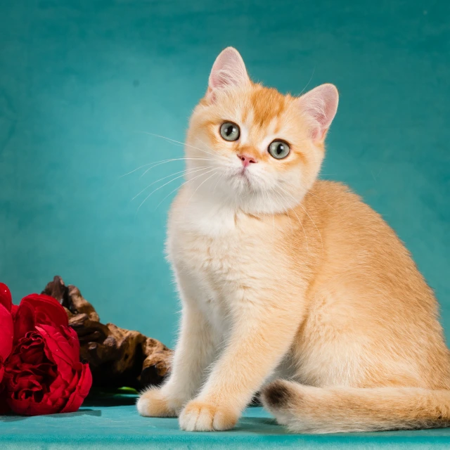 Xan Glorious Cat, фотография 2