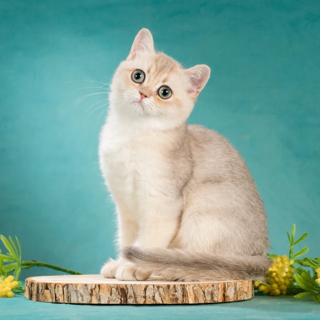 Xanny Glorious Cat, фотография 1