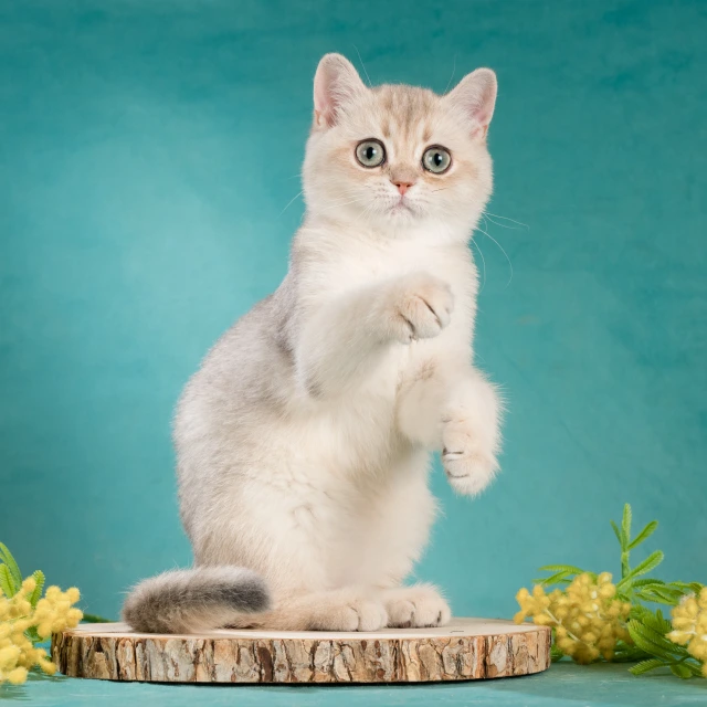 Xanny Glorious Cat, фотография 2