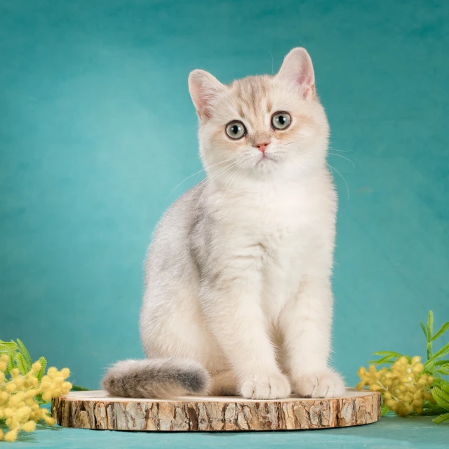 Xanny Glorious Cat, фотография 3