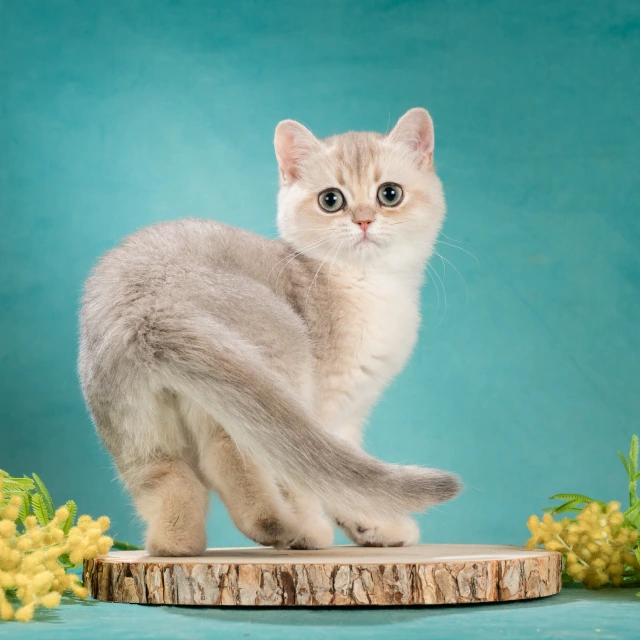Xanny Glorious Cat, фотография 4
