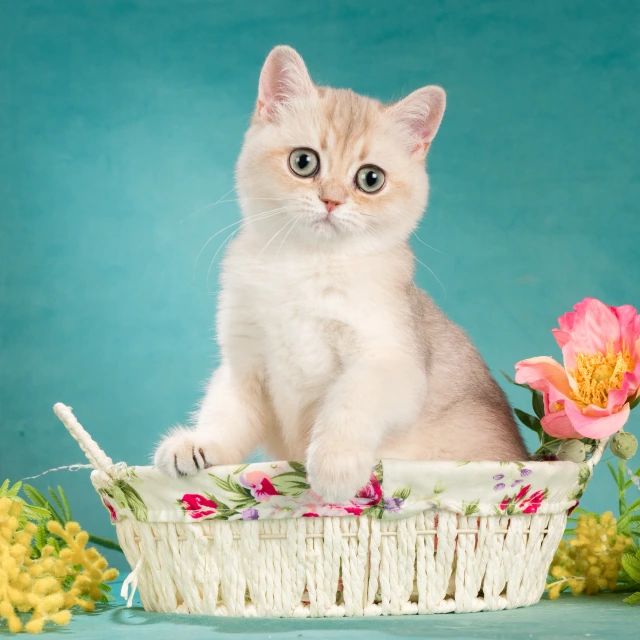 Xanny Glorious Cat, фотография 5