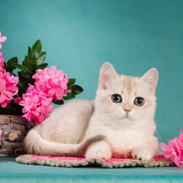 Xelen Glorious Cat, фотография 1