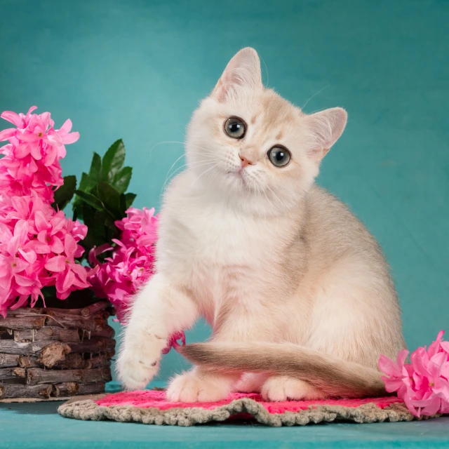 Xelen Glorious Cat, фотография 2