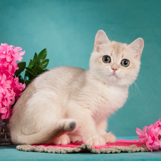 Xelen Glorious Cat, фотография 3