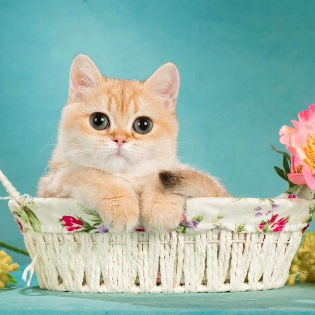 Zlata Glorious Cat, фотография 1
