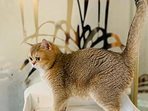 Nicole Glorious Cat