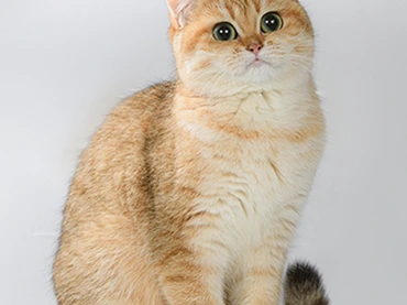 Dana Glorious Cat