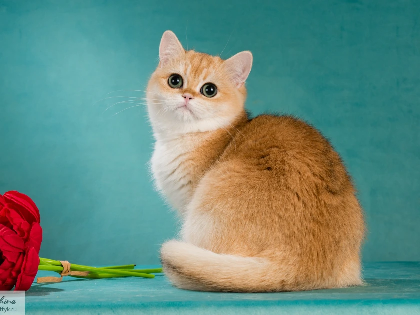 Victoria Glorious Cat