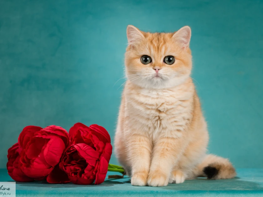 Vasilisa Glorious Cat