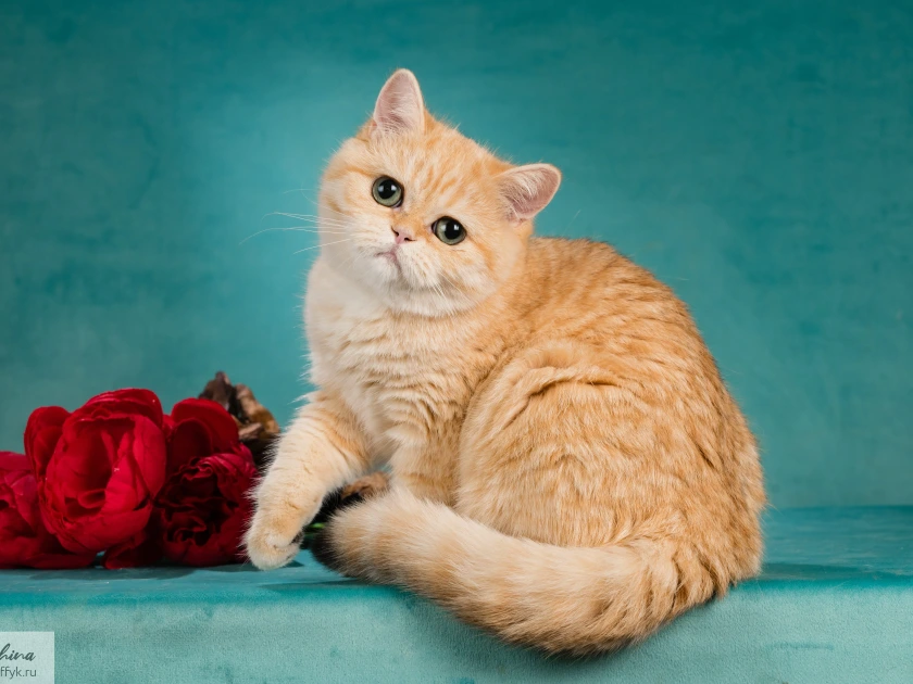 Varvara Glorious Cat