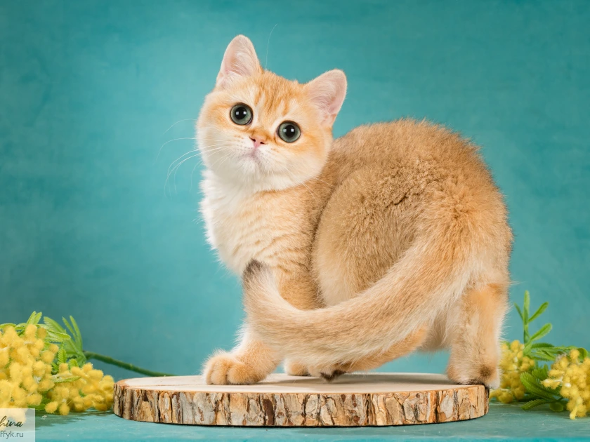 Wesna Glorious Cat