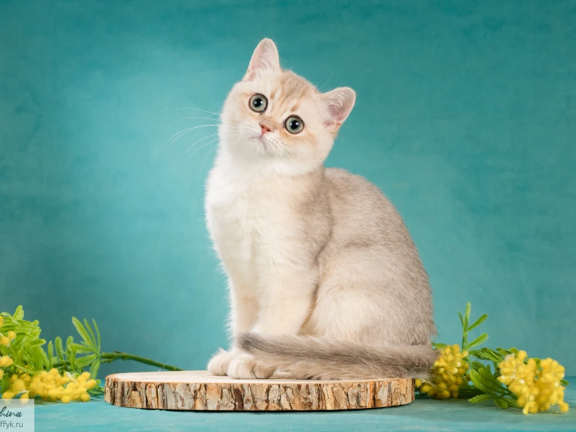 Xanny Glorious Cat